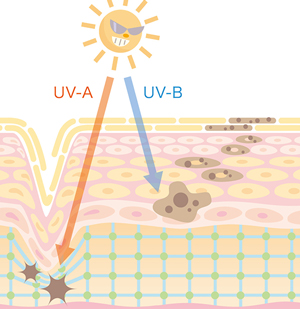 紫外線　スキンケア